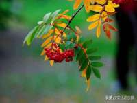 山西德音商贸有限公司