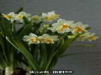 山西德音商贸有限公司