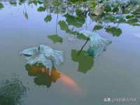 山西德音商贸有限公司